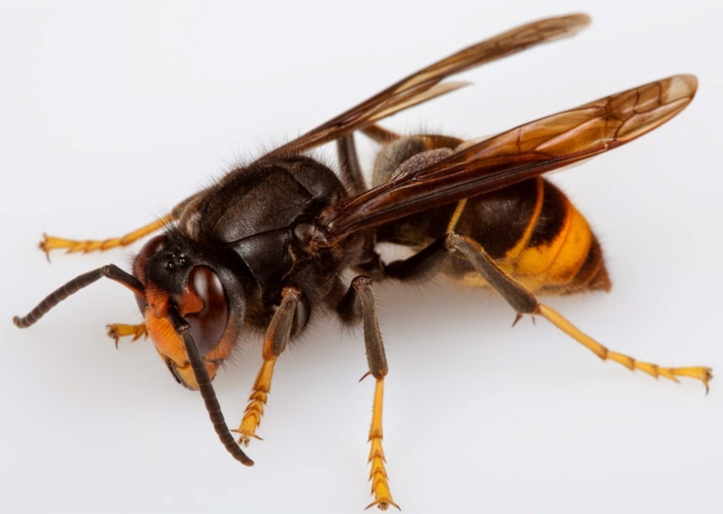 Instalação de armadilhas para captura de vespa-asiática